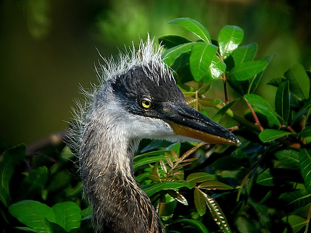 Juvenile Great Blue Heron - Mdowns's Photos - Photo Gallery - Cloudy Nights