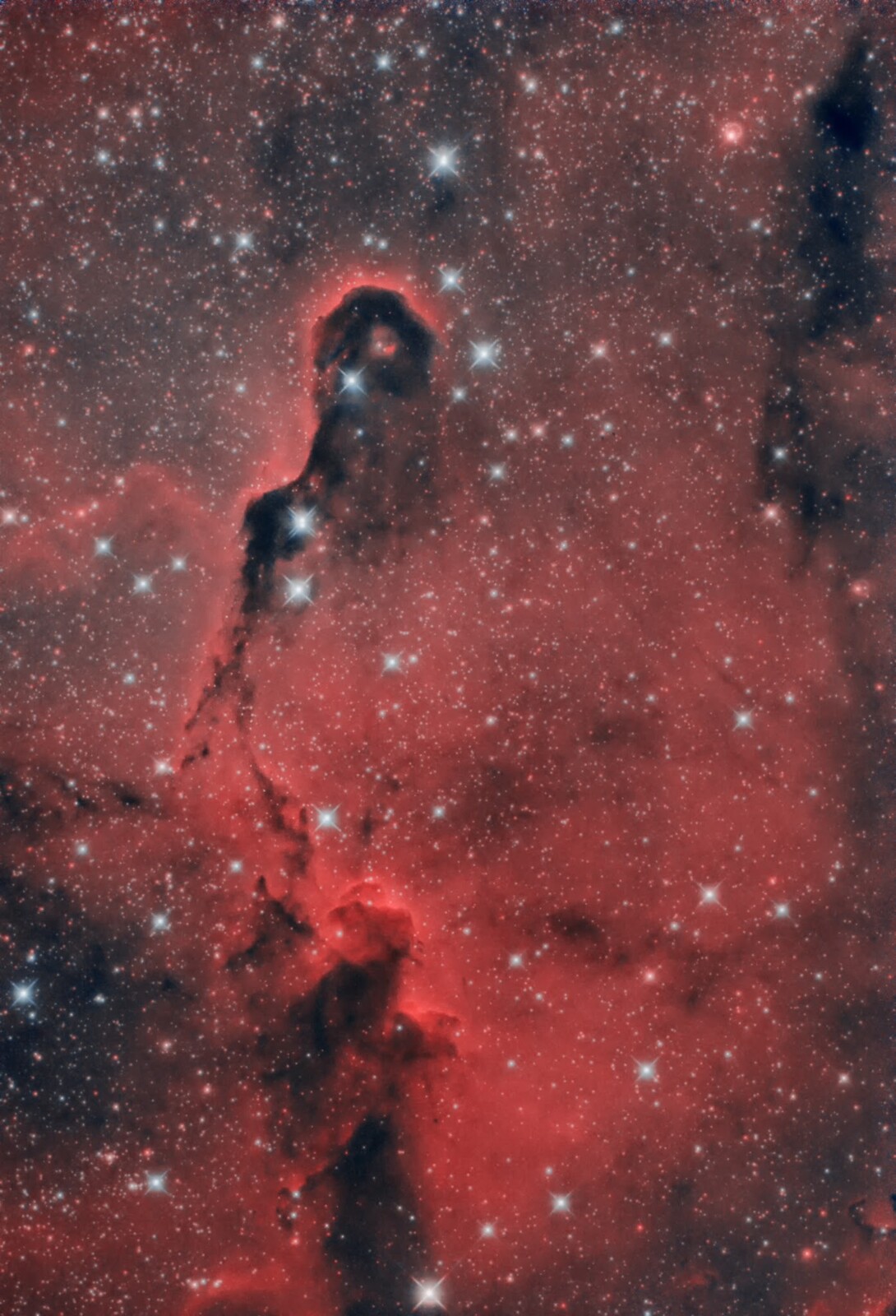 Elephant Trunk Nebula - My Images - Photo Gallery - Cloudy Nights