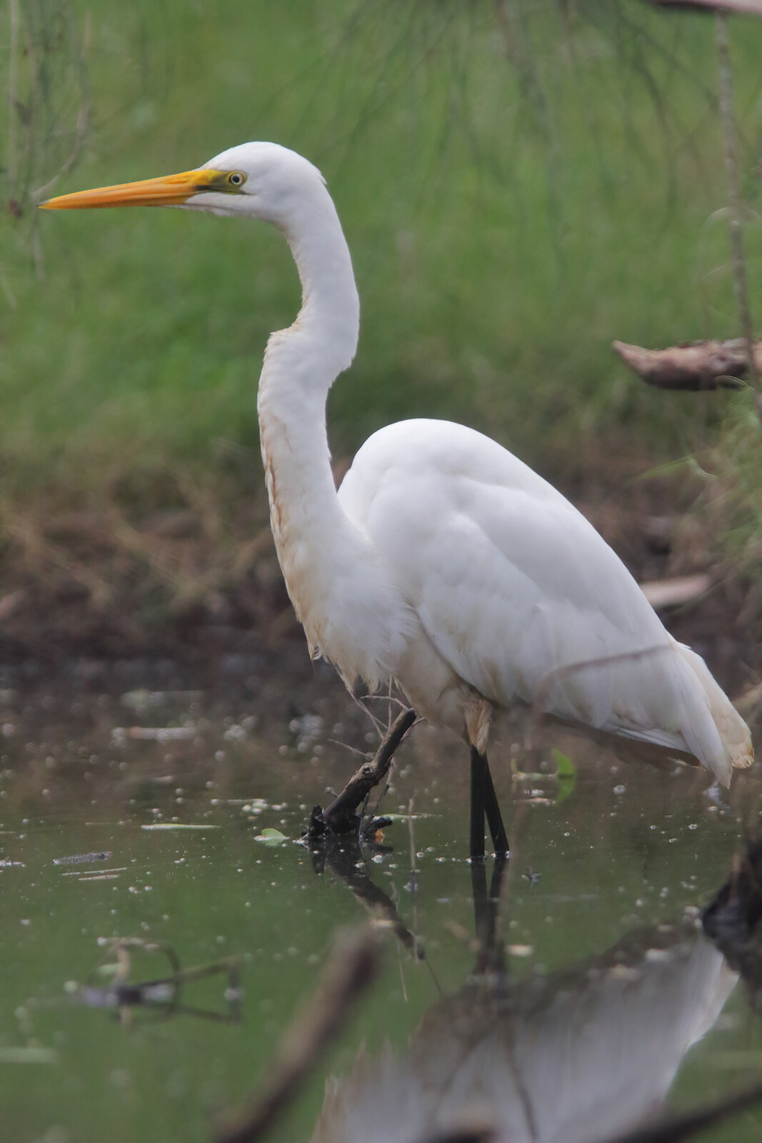 Eastern Great Egret - Wildlife - Photo Gallery - Cloudy Nights