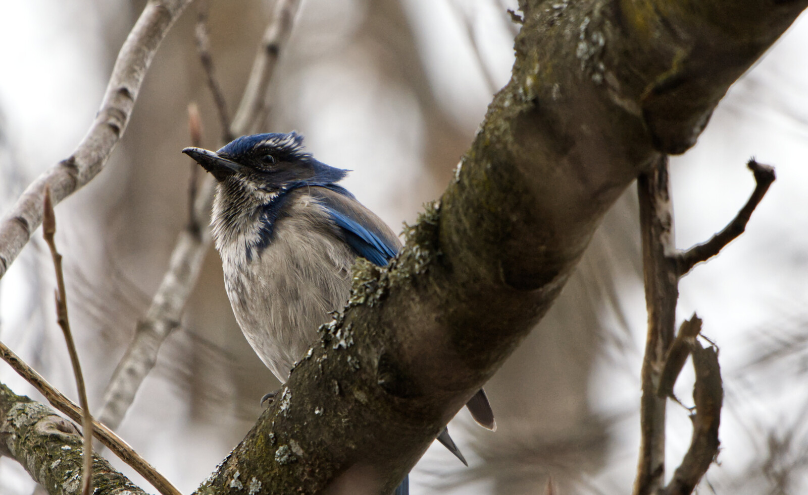 Scrub Jay - Birds - Photo Gallery - Cloudy Nights