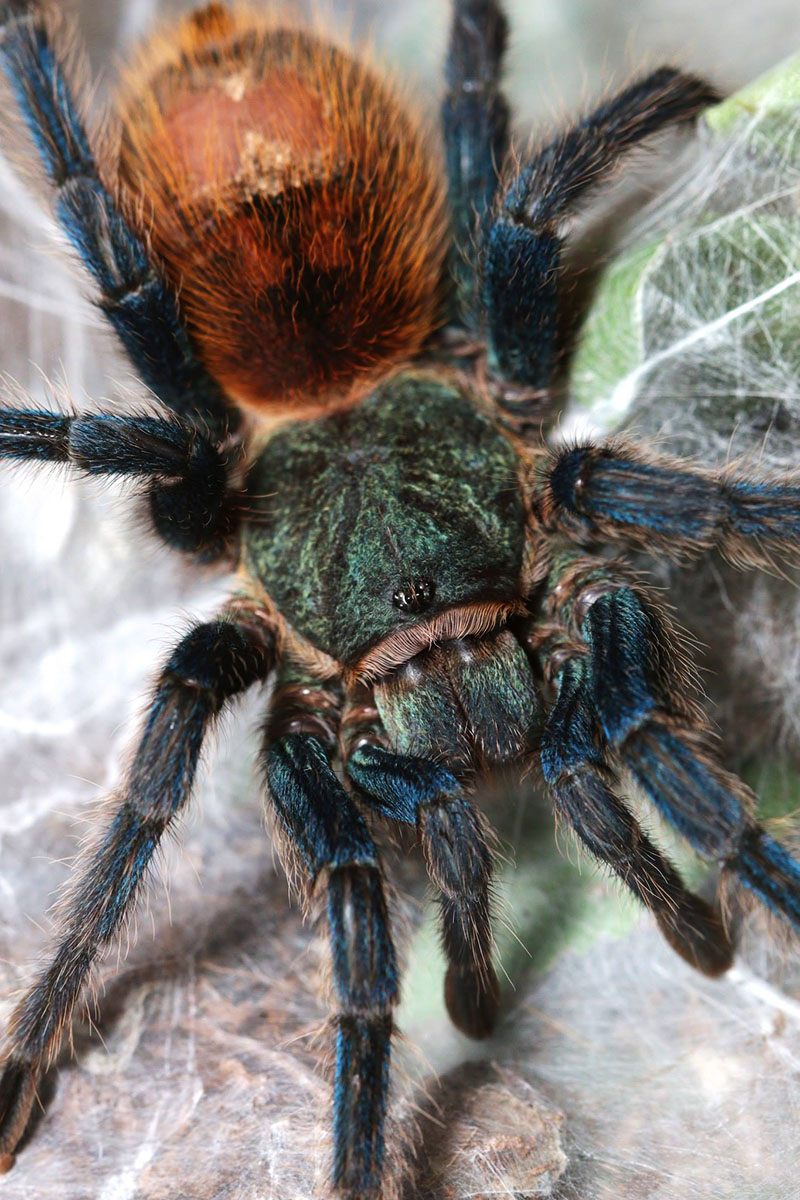 Greenbottle Blue Tarantula - Critters - Photo Gallery - Cloudy Nights