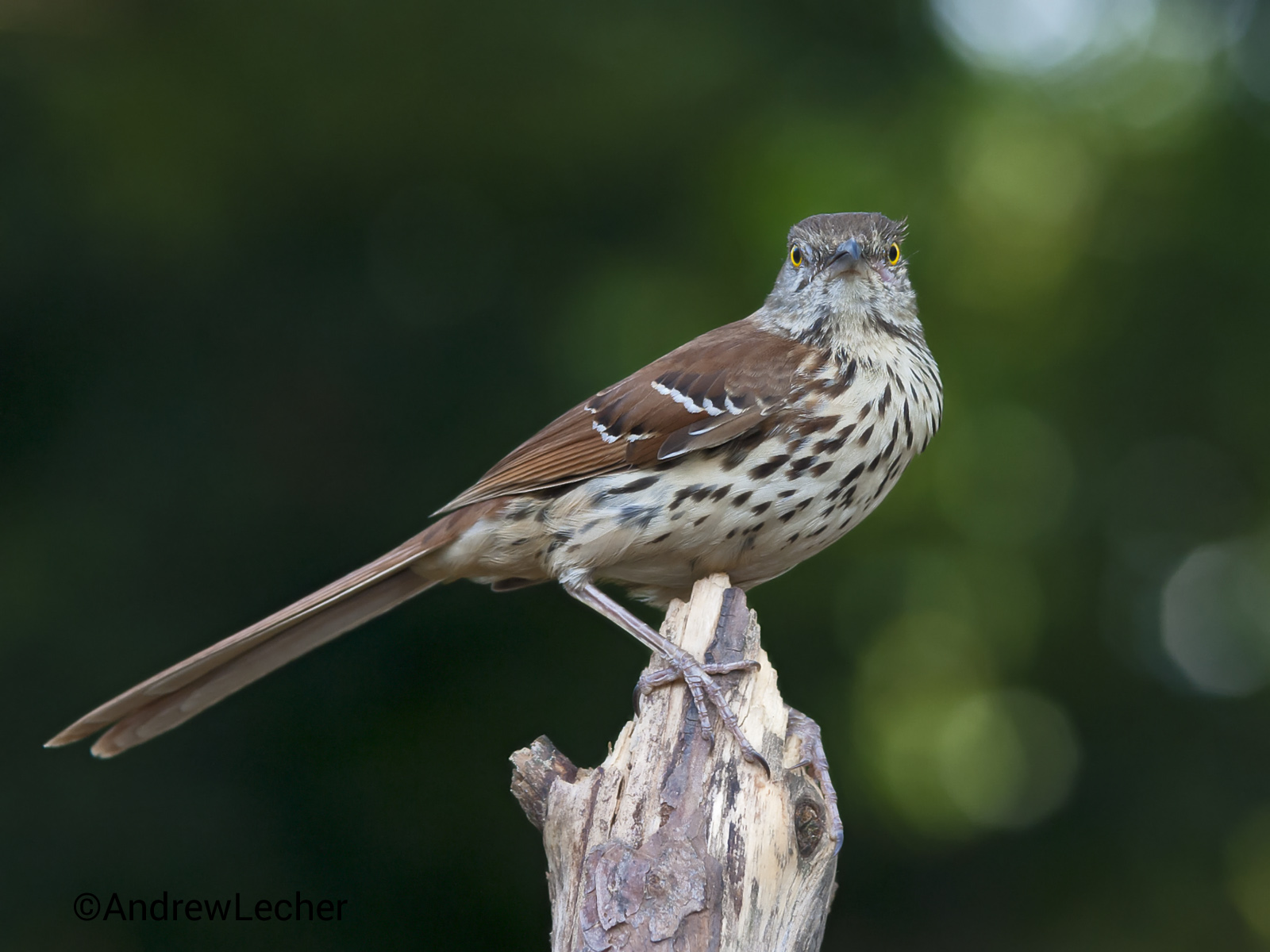 Brown Thrasher - My Birds - Photo Gallery - Cloudy Nights