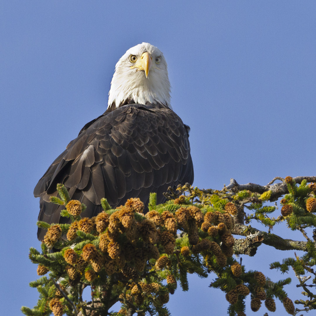 Bald Eagle - My Birds - Photo Gallery - Cloudy Nights