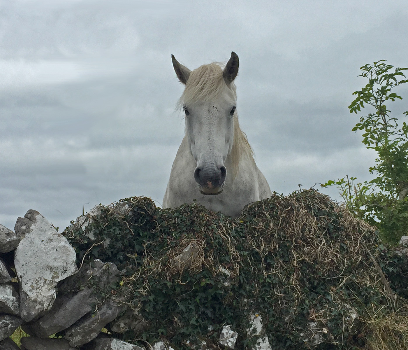 a horse is a horse of course of course