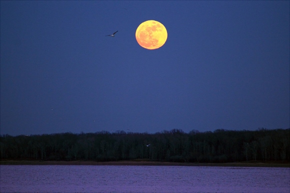 Full Moon rising over Arkabutla Lake, MS - DSLR, Mirrorless & General ...